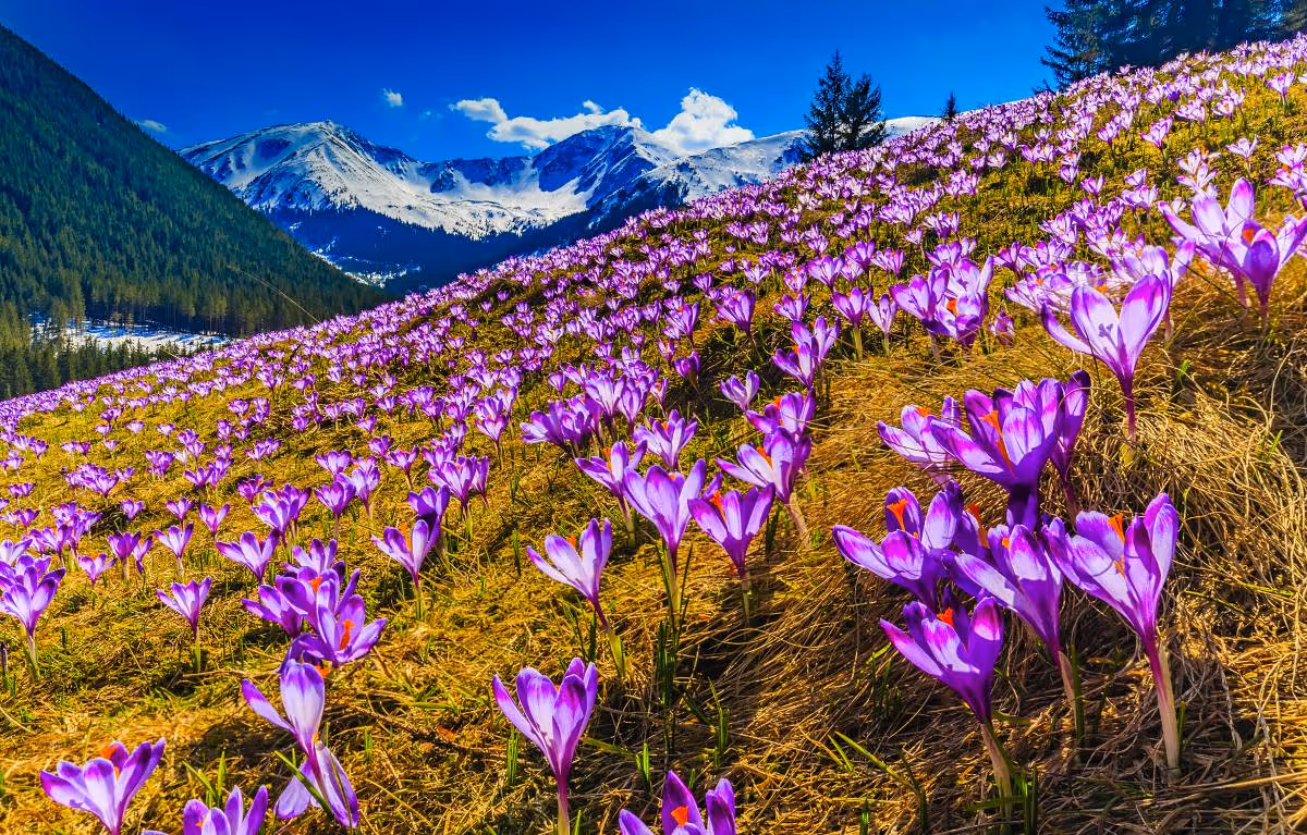 Krokusy w Dolinie Chochołowskiej 12.04.2026